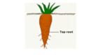 Types of roots in plants: Tap root vs Fibrous root - ScienceQuery