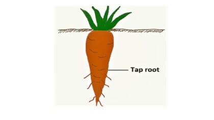 Types of roots in plants: Tap root vs Fibrous root - ScienceQuery