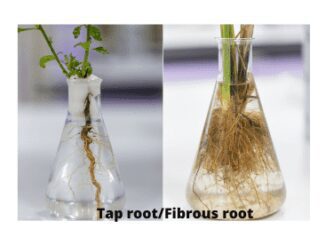 Type of roots