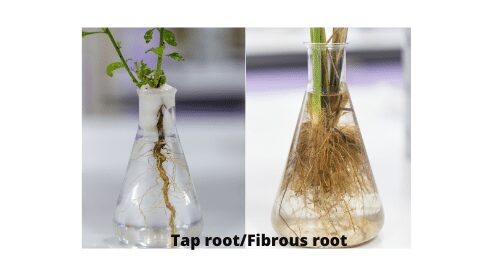 Type of roots
