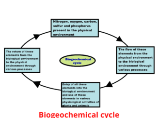 Biogeochemical cycle