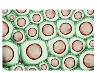 Cell membrane of plant cell