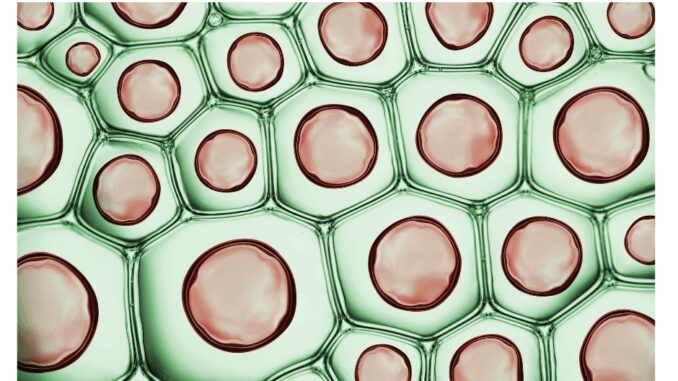 Cell membrane of plant cell