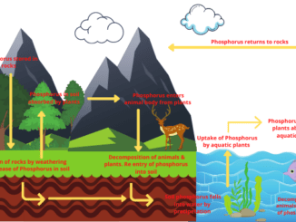 Phosphorus cycle