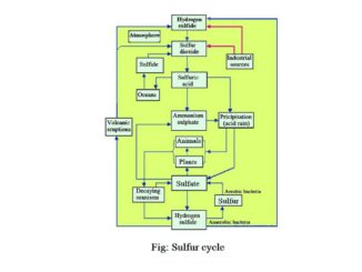 Sulfur cycle