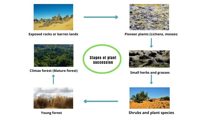 Plant succession