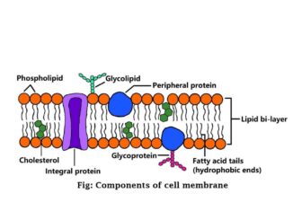 Component of cell membrane