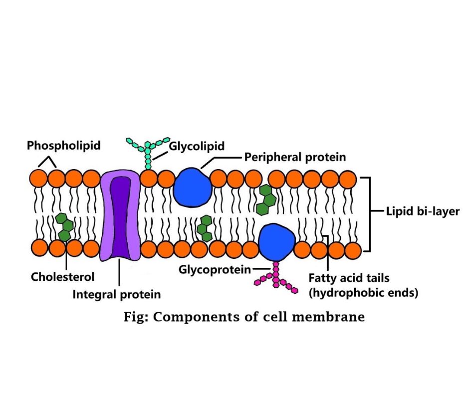 components-of-cell-membrane-science-query