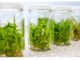 Plant Tissue Culture