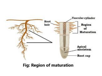 Region of maturation in roots