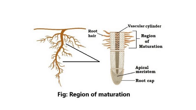 Region of maturation in roots