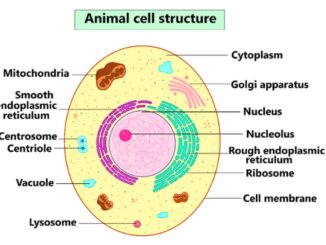 animal cell labeled