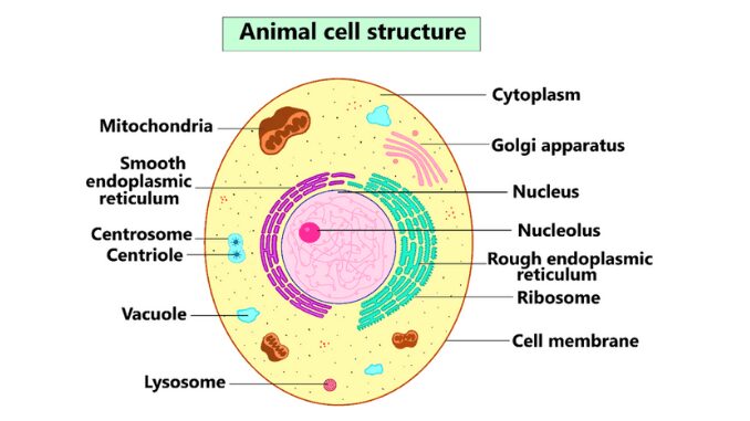 animal cell labeled