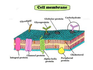 cell membrane structure