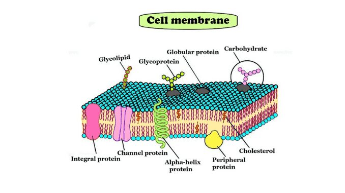 cell membrane structure