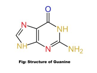 Guanine