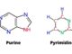 Purines vs pyrimidines