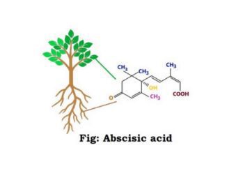 Abscisic acid