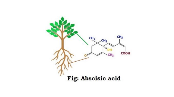 Abscisic acid