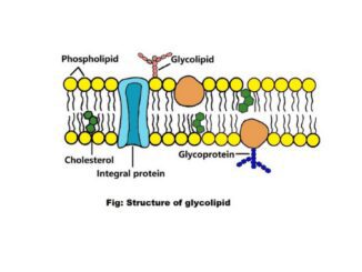 Glycolipids