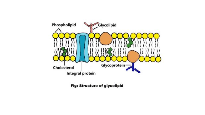 Glycolipids