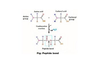 Peptide bonds