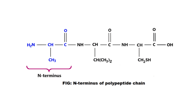 n-terminus