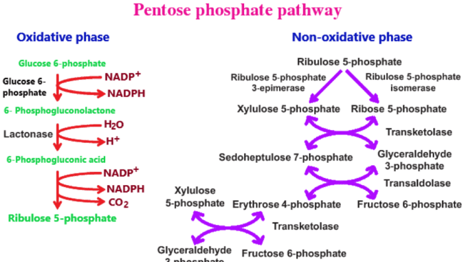 pentose phosphate pathway