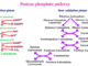 pentose phosphate pathway