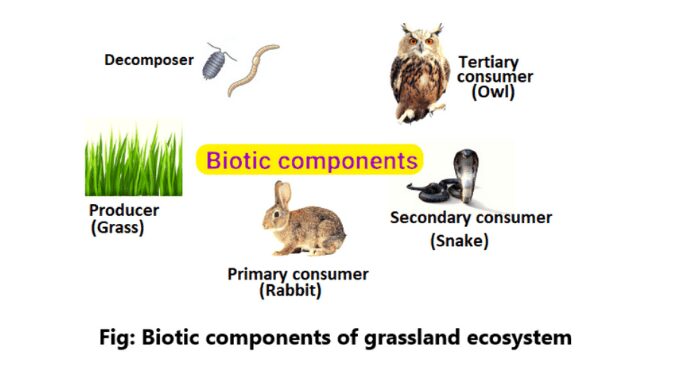 Biotic components of Grassland ecosystem