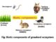 Biotic components of Grassland ecosystem