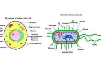 Cell membrane of prokaryotic cell and eukaryotic cell