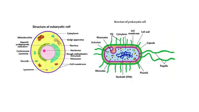 Cell membrane of prokaryotic cell and eukaryotic cell