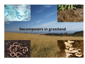 Decomposers in grassland