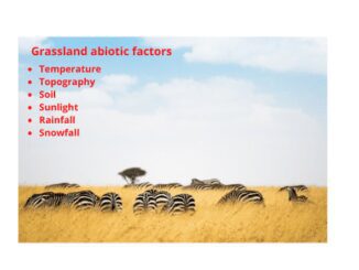 Grassland abiotic factors