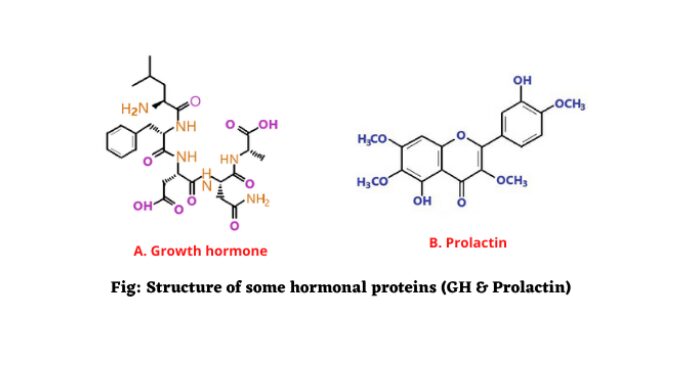 Hormonal proteins