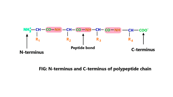 N terminus and c terminus in protein