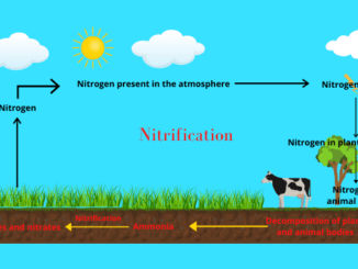 Nitrification process