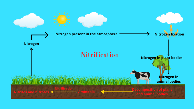 Nitrification process