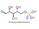 Ribose 5-phosphate