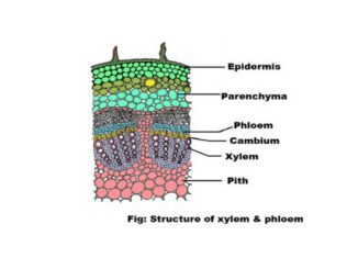 Xylem vs Phloem microscopic differences