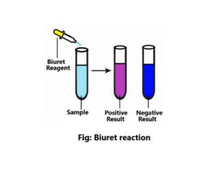 biuret reaction