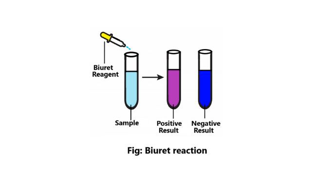 biuret reaction