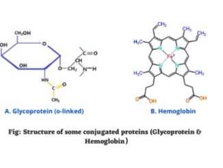 Conjugated proteins