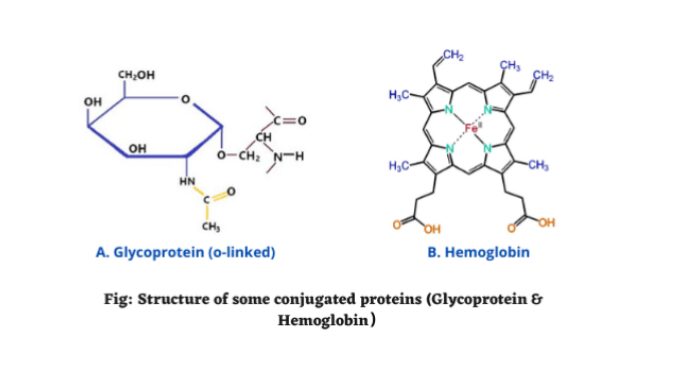 Conjugated proteins