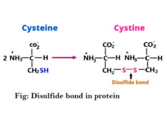 Disulfide bond