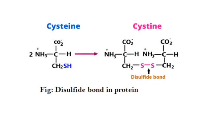 Disulfide bond