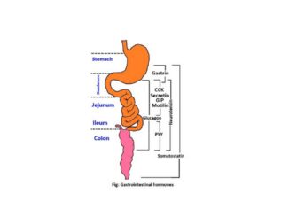 Gastrointestinal hormones