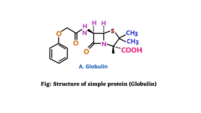 Simple proteins