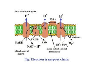 electron transport chain